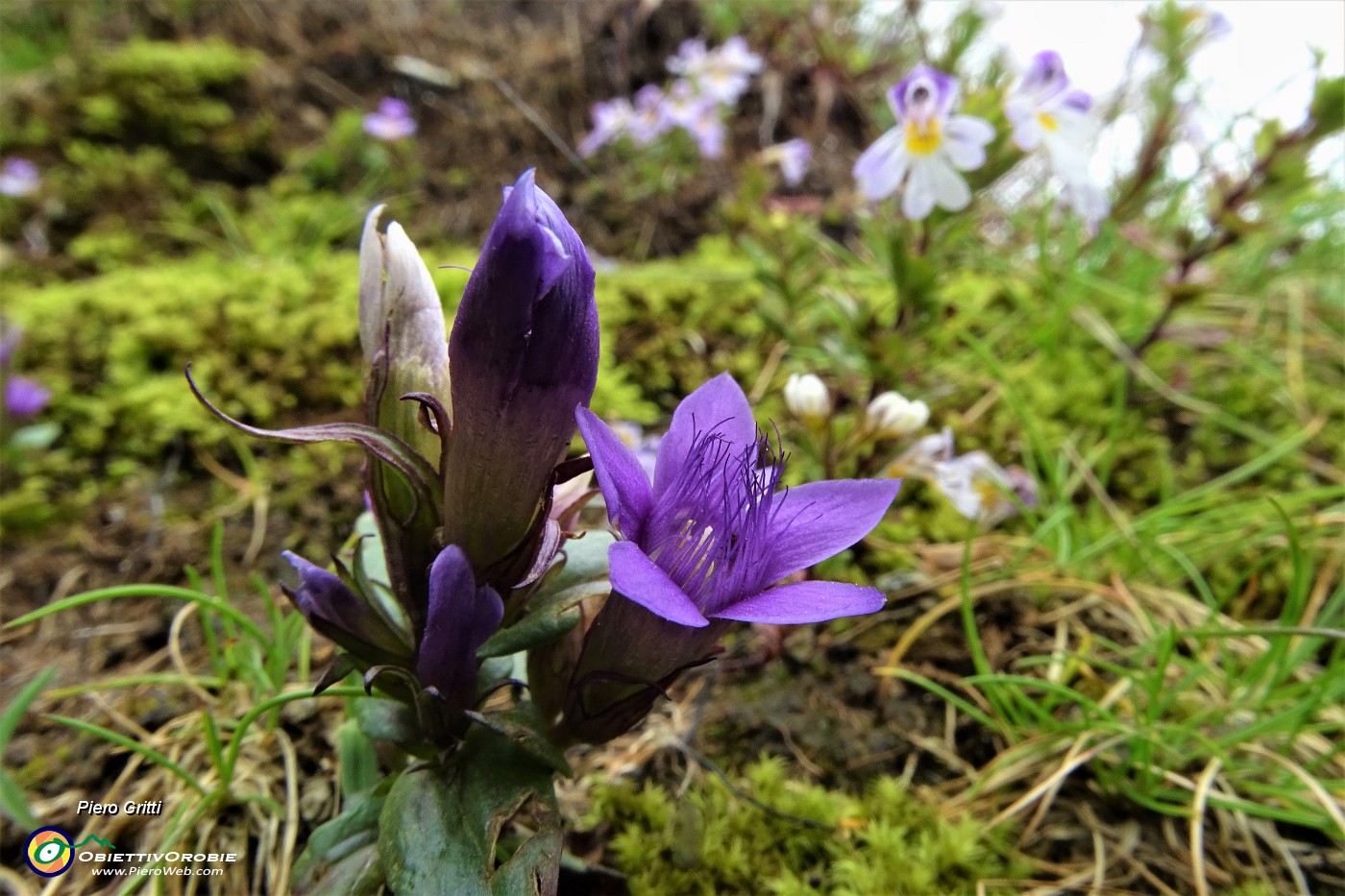 12 Gentiana anisodontaramosa.JPG